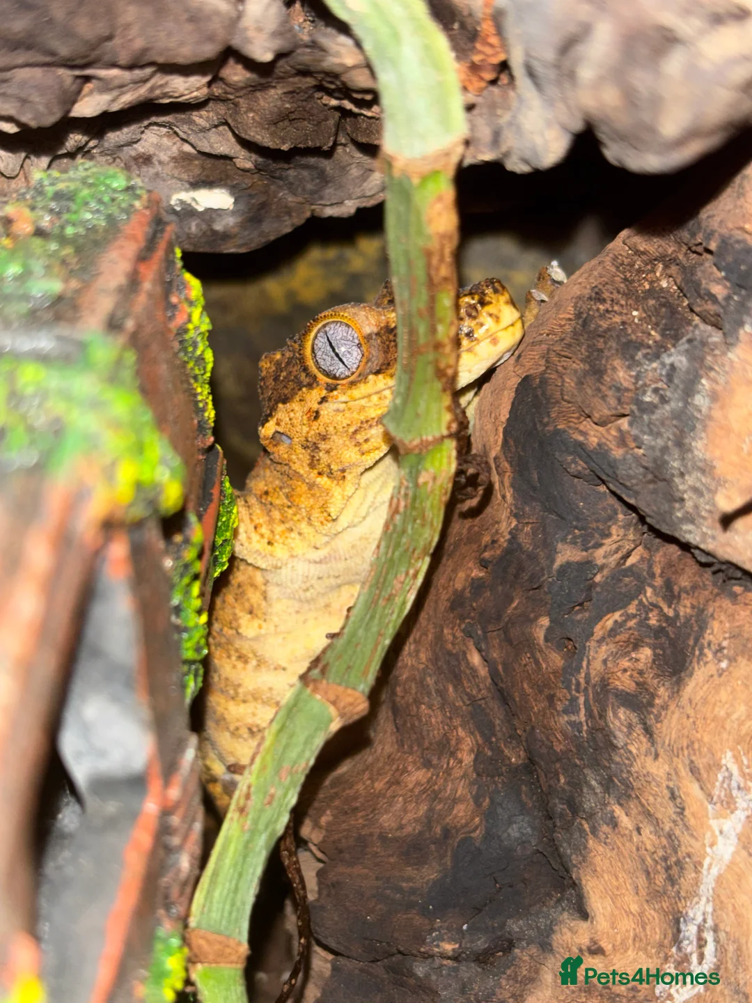 Gecko reptiles for sale: 3 Gargoyle Geckos - Advert 1