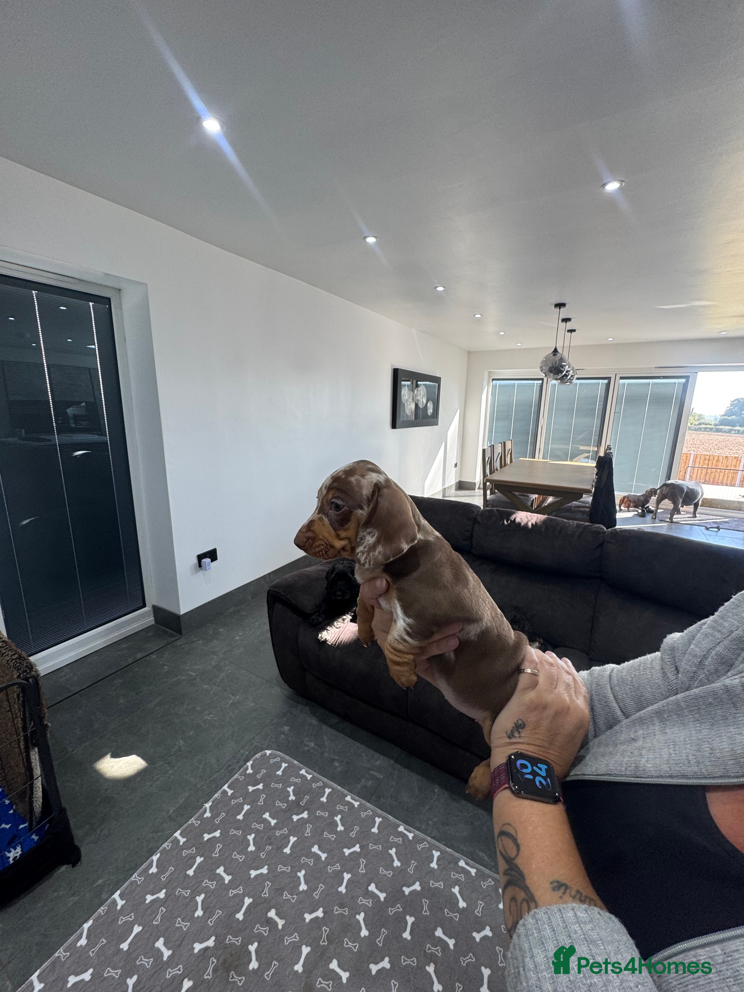 Miniature Dachshund dogs Beautiful miniature dachshund  - Advert 2