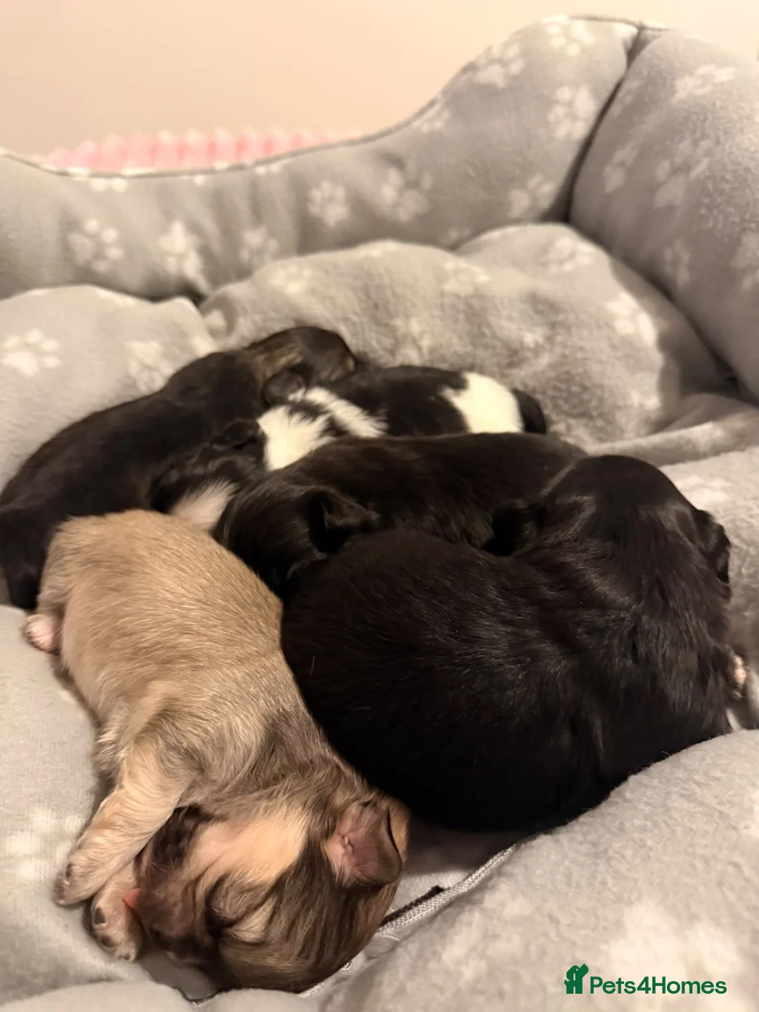 Pekingese dogs for sale: Pekingese puppies - Advert 2