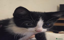 British Shorthair cats for sale: Kittens ready to go now - Image 2