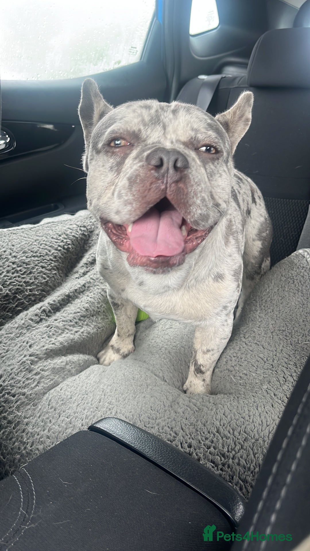 French Bulldog dogs for stud: Rolo Boy ready for the ladies 😍 - Image 1