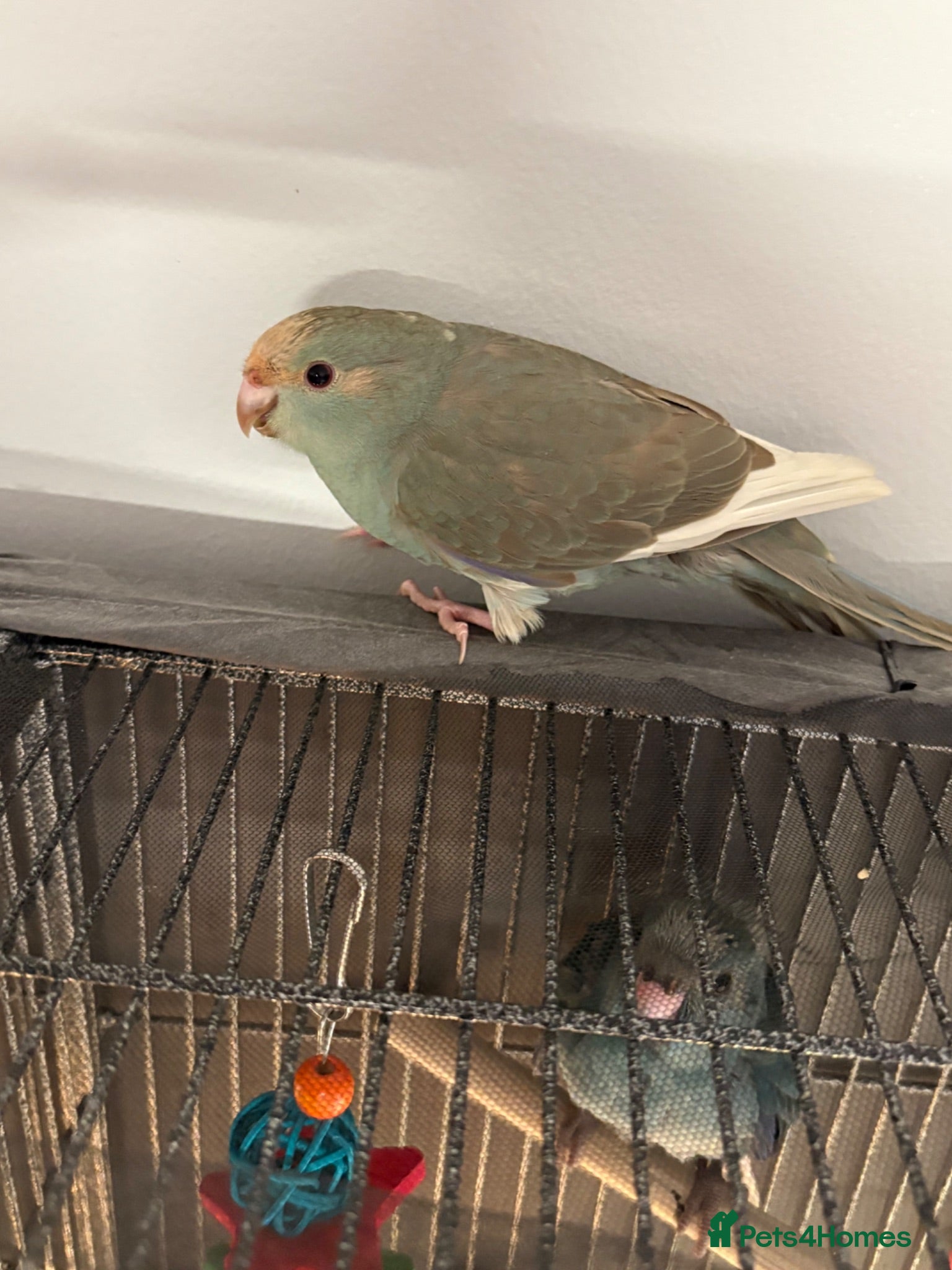 Parakeets birds Kakarikis ready for homes !  - Advert 2