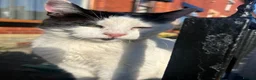 Domestic Shorthair cats for sale: DOMESTIC SHORTHAIR FOR SALE - Advert 4