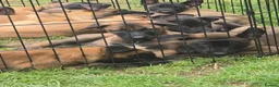 Belgian Shepherd Dog dogs for sale: DARK KC REG BELGIAN MALINOIS PUPPIES - Advert 15