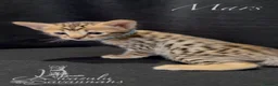 Savannah cats for sale: Excellent Quality Tica Registered Purebred kittens - Advert 29