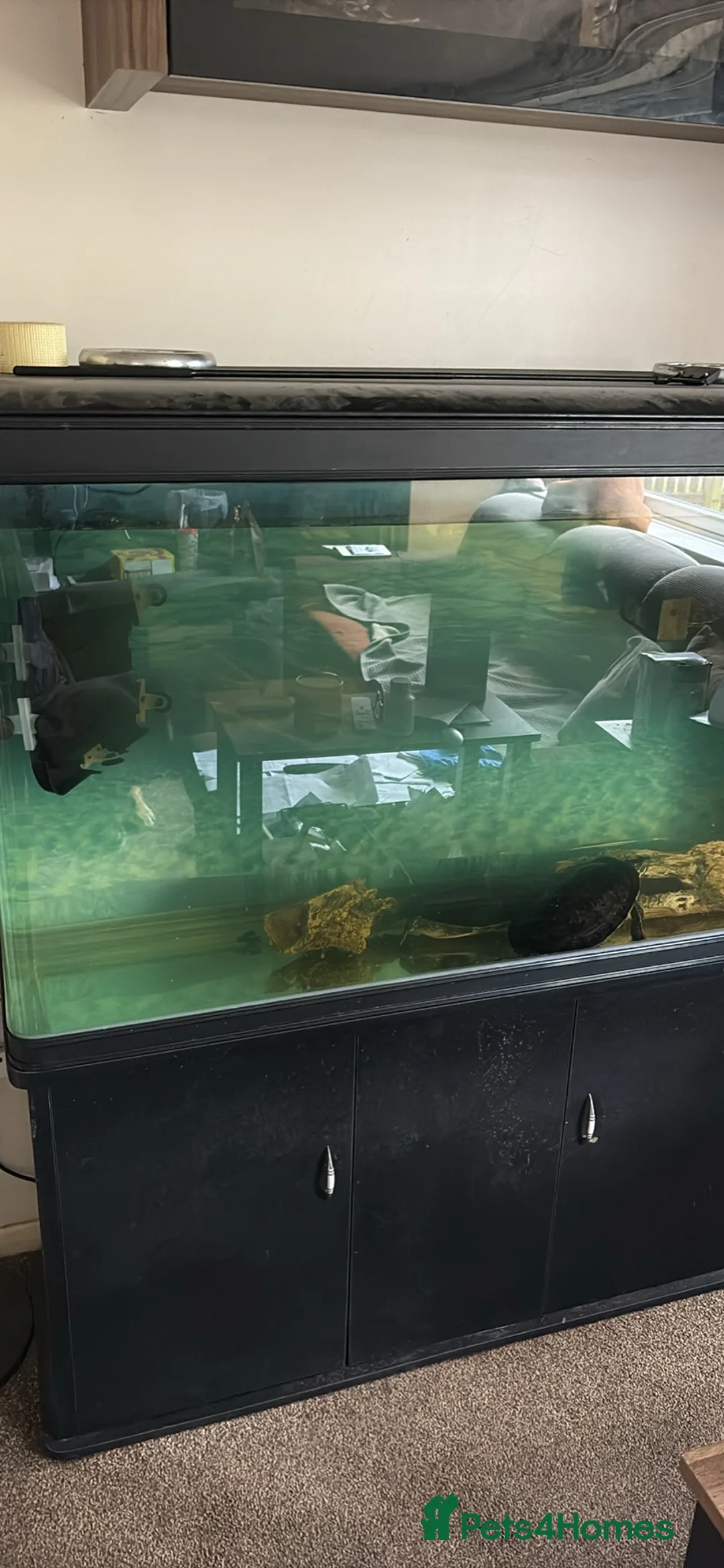 Turtle reptiles for sale: Turtles and tank included - Advert 2
