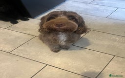Cockapoo dogs for sale: Beautiful cockapoo Puppys  - Image 4