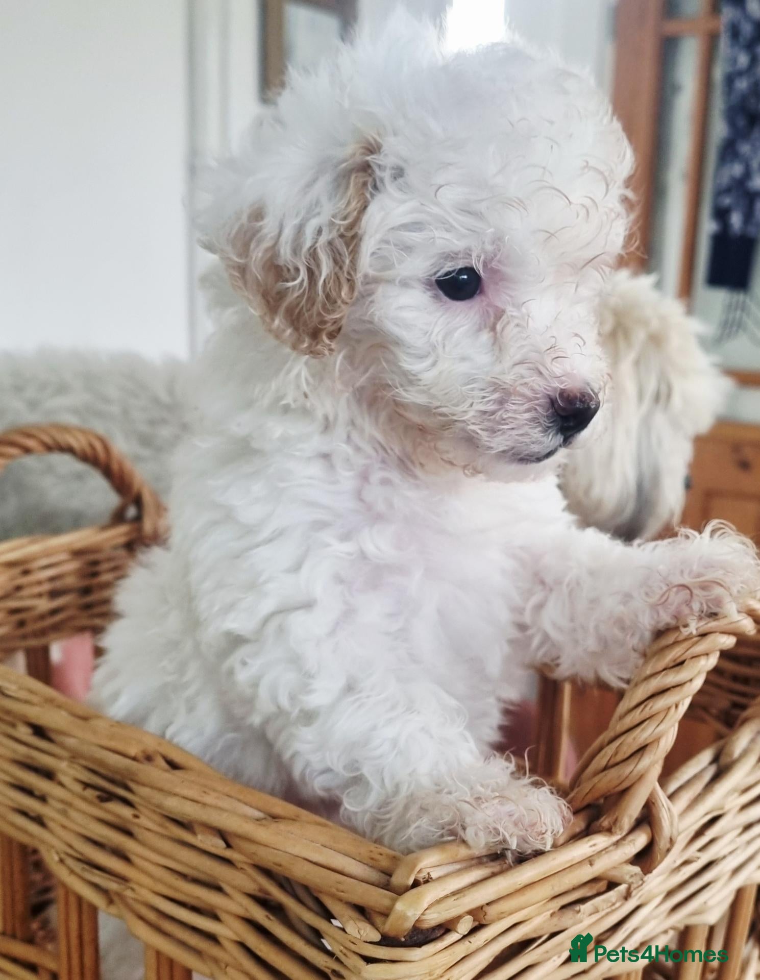 Maltipoo dogs Maltipoo's  - Advert 9