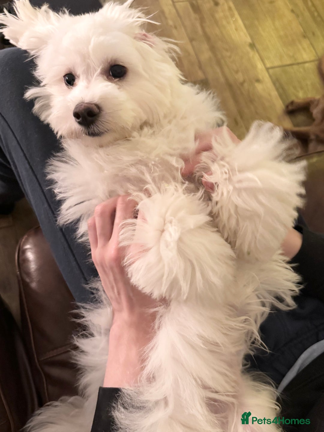 Maltipoo dogs for sale: Beautiful pure white male maltipoo  - Advert 3