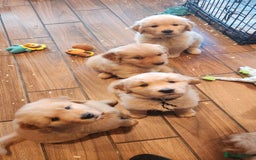 Golden Retriever dogs for sale: Lovable Kc Golden Retriever Puppies Available Now - Image 5
