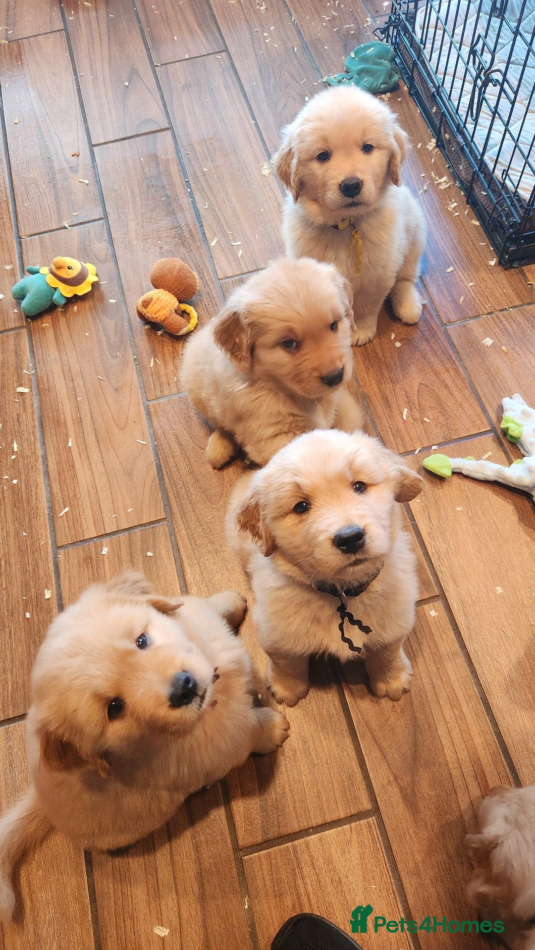 Golden Retriever dogs for sale: Lovable Kc Golden Retriever Puppies Available Now - Image 5