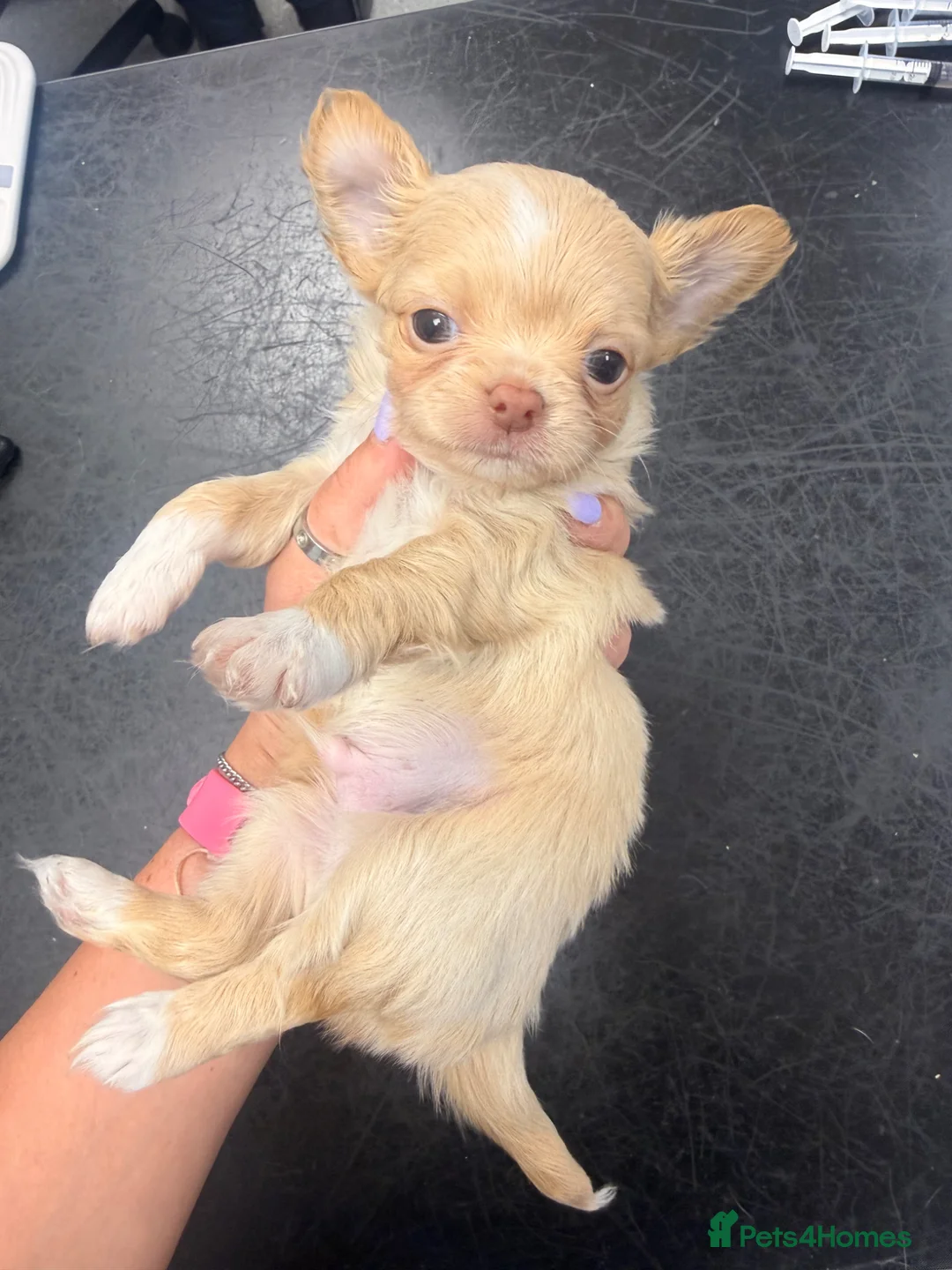 Chihuahua dogs for sale: Beautiful blonde Longcoat male  - Advert 2