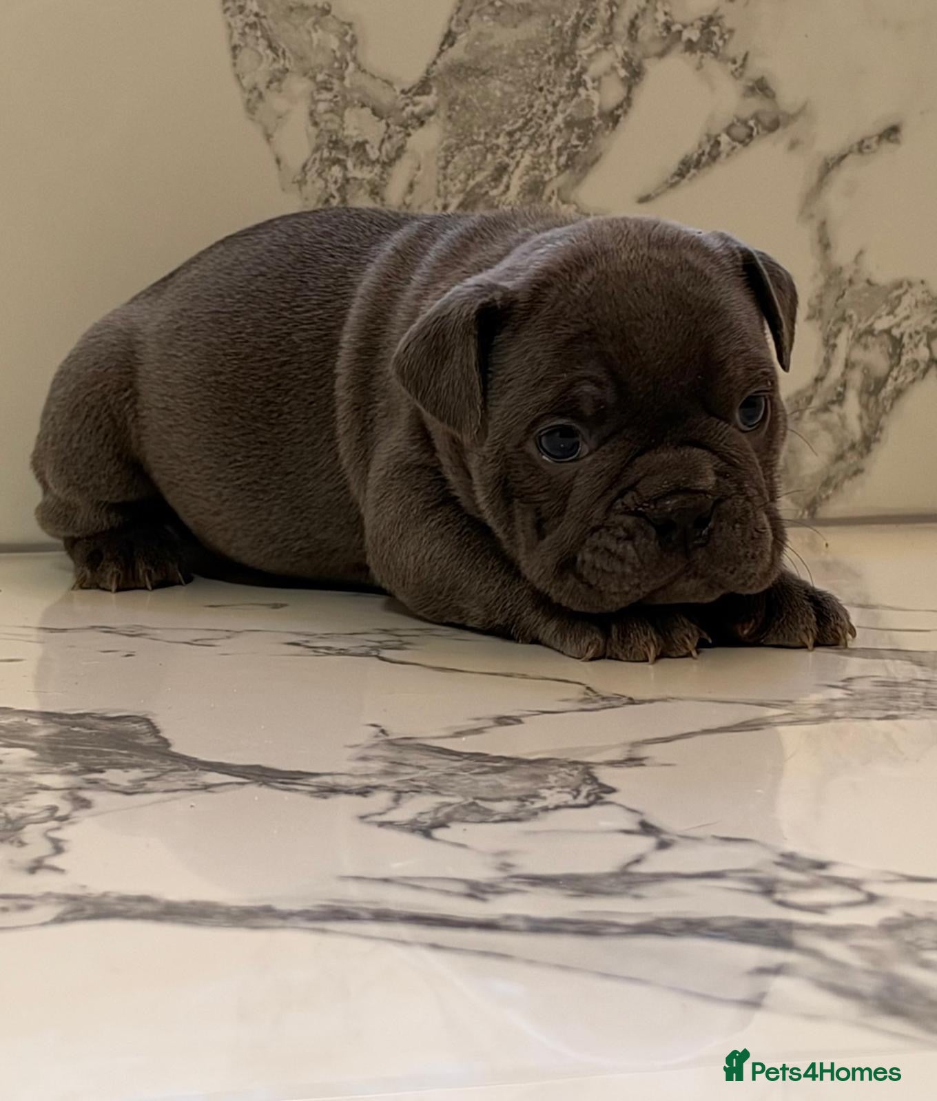 English Bulldog dogs KC English Bulldogs - stunning & health tested - Advert 14