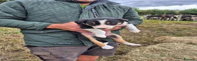 Border Collie 8