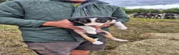 Border Collie dogs for sale: Border Collie Puppies for Sale in Ruthin - Advert 21