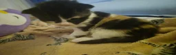 Mixed Breed cats for sale: Female kitten for sale  - Advert 4
