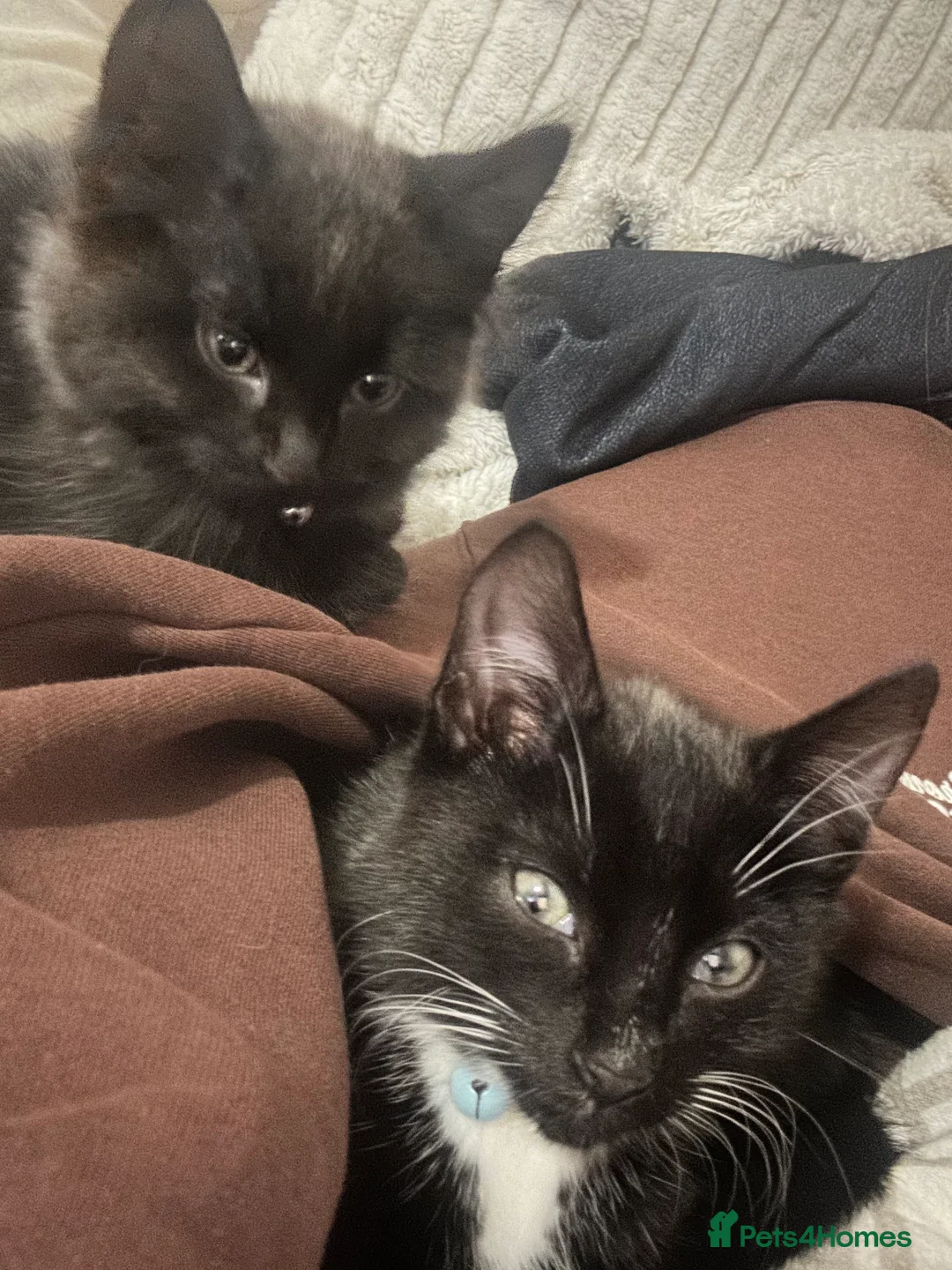 Mixed Breed cats for sale: 2 male kittens - Advert 2
