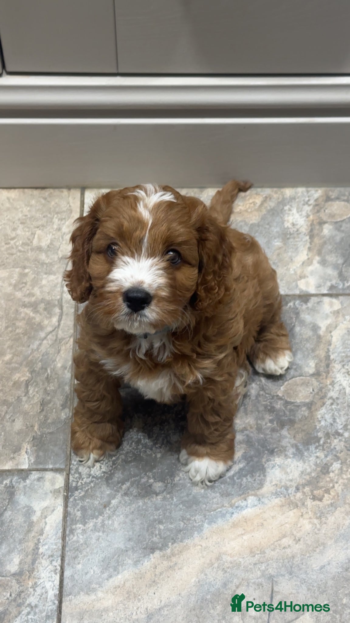 Cavapoo dogs F1 Cavapoo Puppies (Licenced Breeder) ⭐️⭐️⭐️⭐️⭐️ - Advert 1