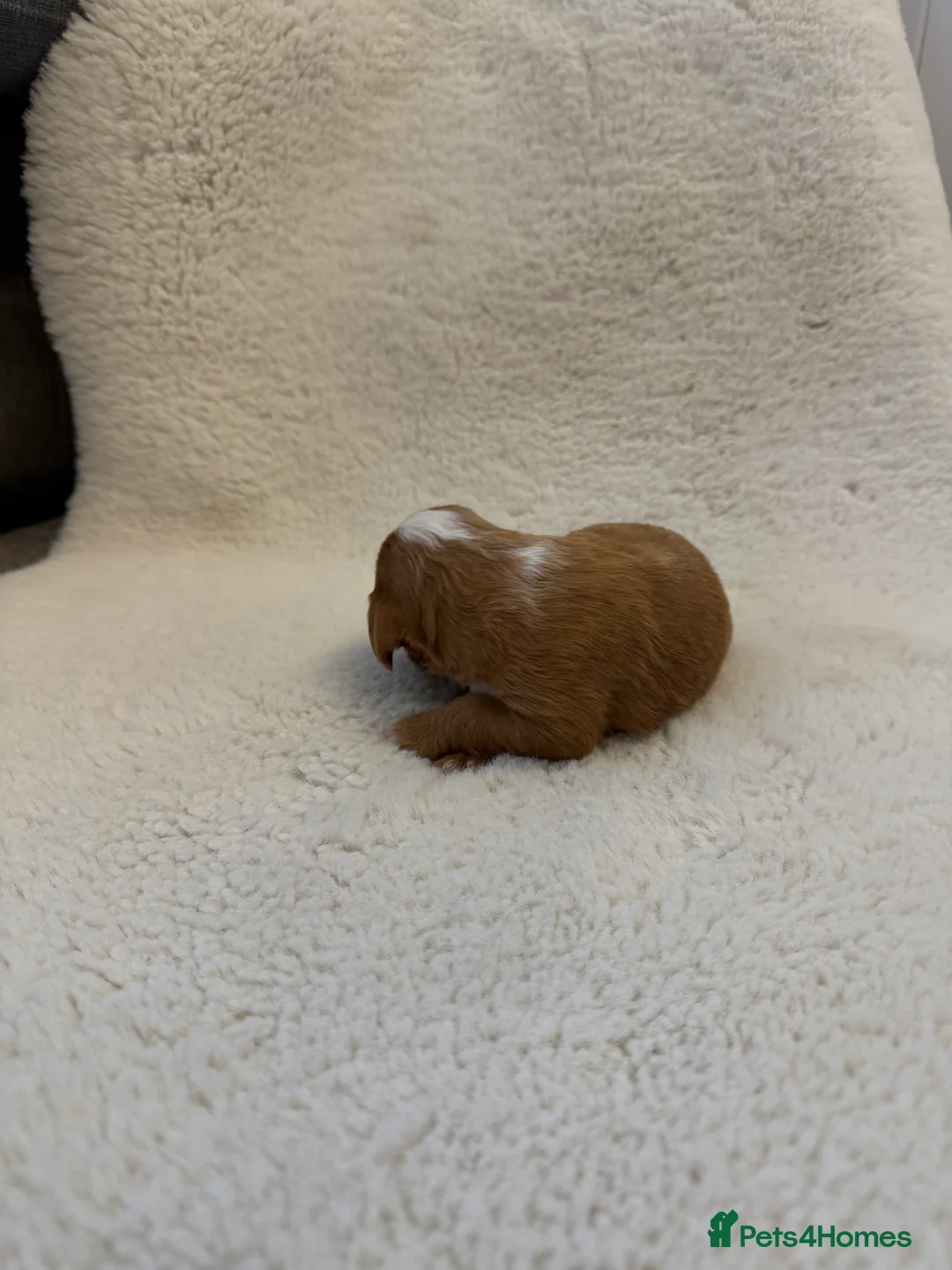 Cockapoo dogs for sale: F1 stunning cockerpoo puppies - Advert 5