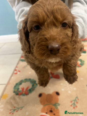 Cockapoo dogs - Advert 5