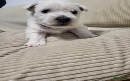 West Highland Terrier dogs for sale: KC pedigree West Highland Terrier puppies  - Image 9