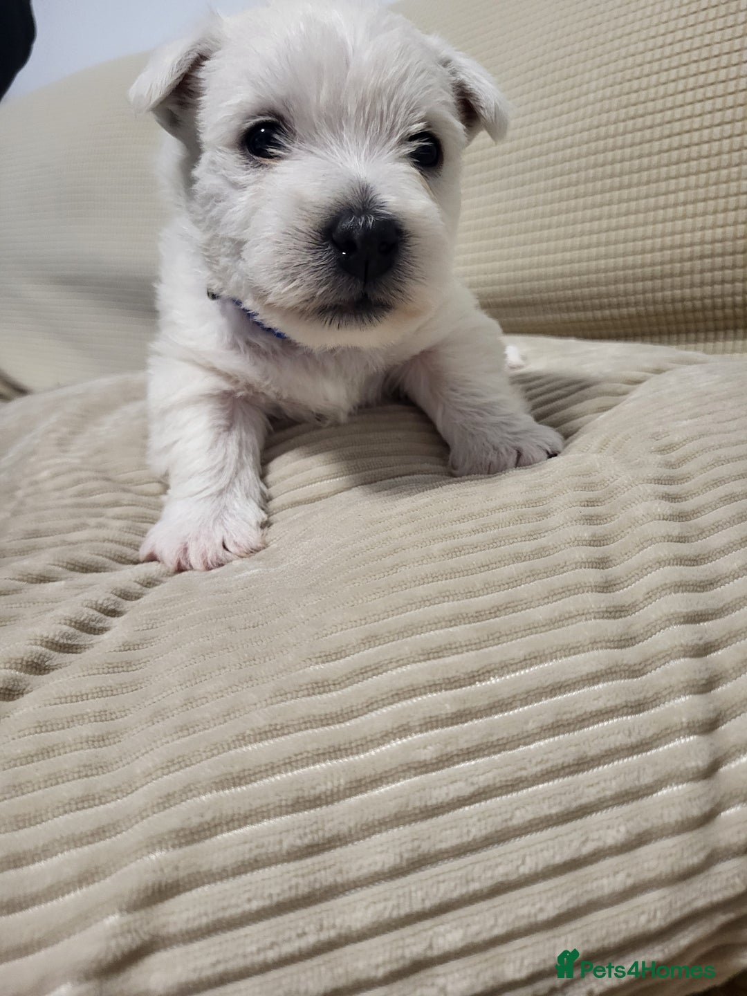 West Highland Terrier dogs for sale: KC pedigree West Highland Terrier puppies  - Image 9