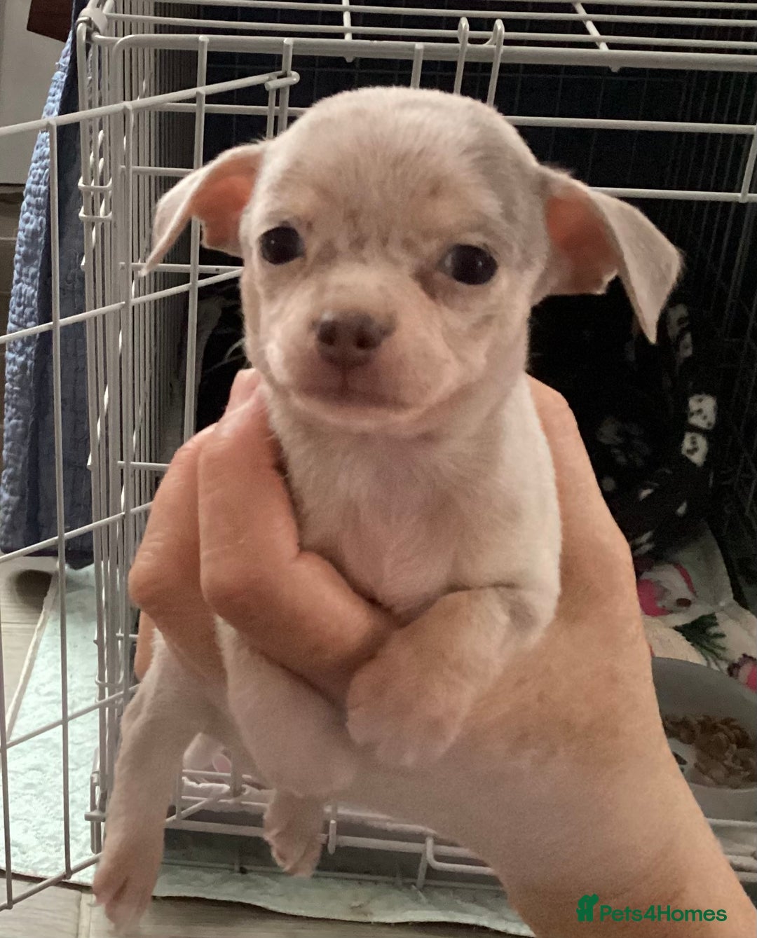Chihuahua dogs for sale: Absolutely stunning chihuahua puppies  - Image 5
