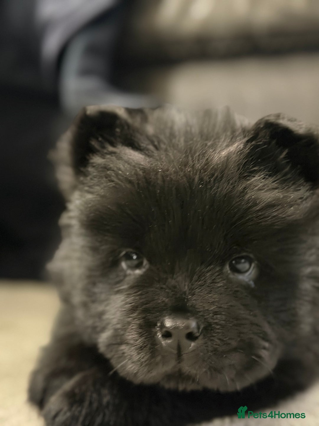 Chow Chow dogs for sale: Ready to go to their new homes.  - Advert 23