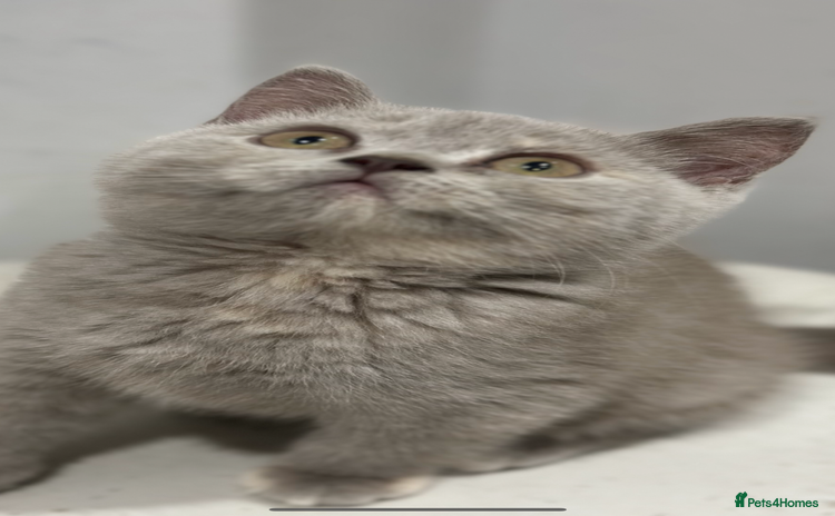 British Shorthair cats - Advert 4