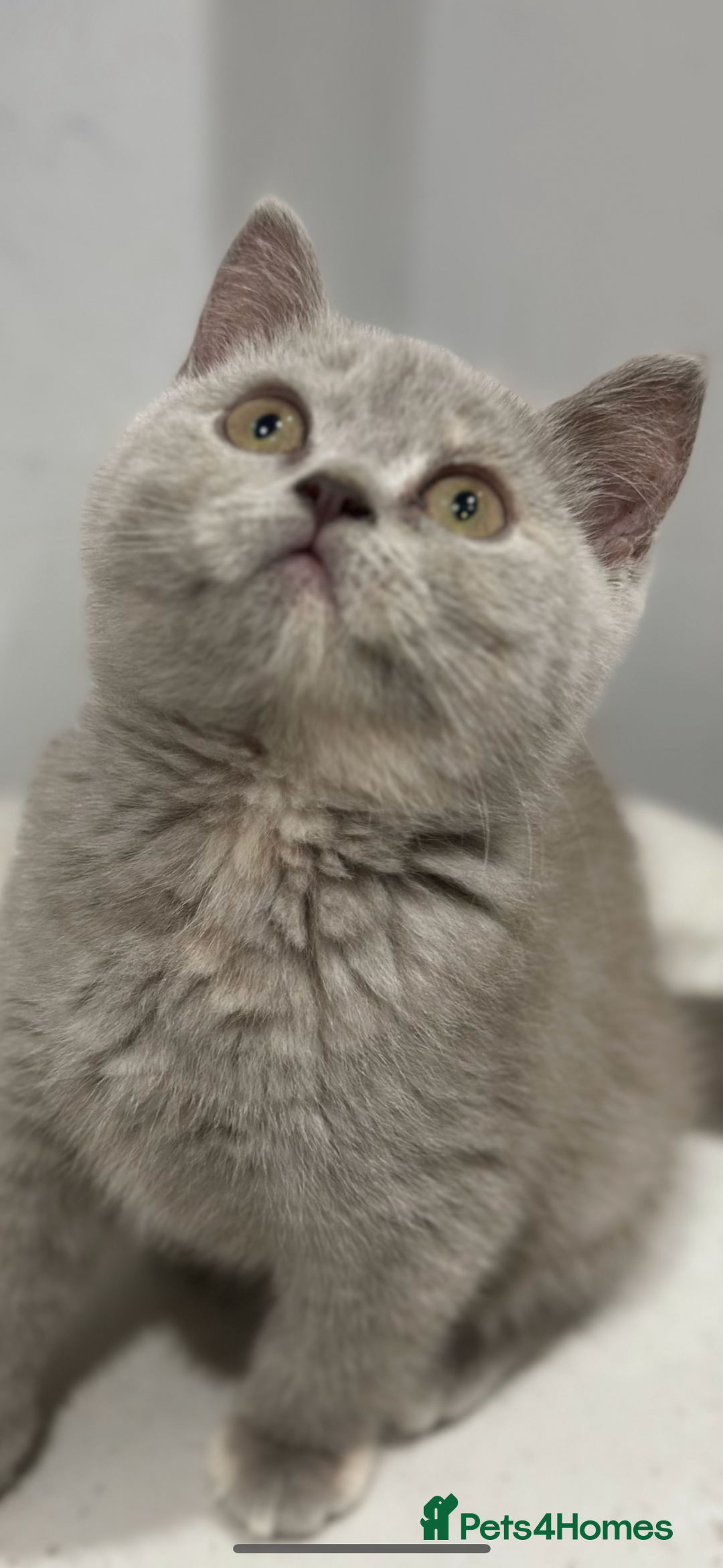 British Shorthair cats for sale: 🌈Choc Lilac Fawn Tortie Full Pedigree Brit BSH😍 - Image 1