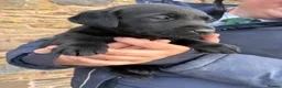 Labrador Retriever dogs for sale: Quality KC Reg Black Labrador Puppies, Ready Now in Dronfield - Advert 7
