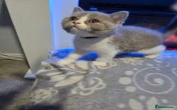British Shorthair cats for sale: Full pedigree, British short hairs ready now. - Image 4