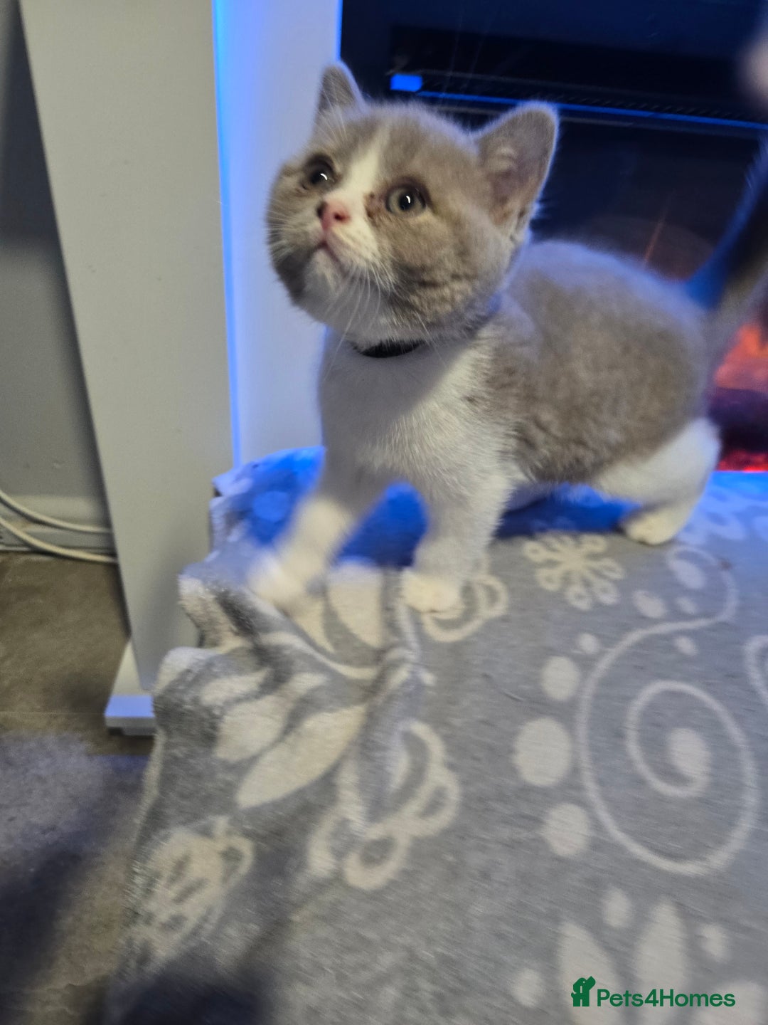 British Shorthair cats for sale: Full pedigree, British short hairs ready now. - Image 4