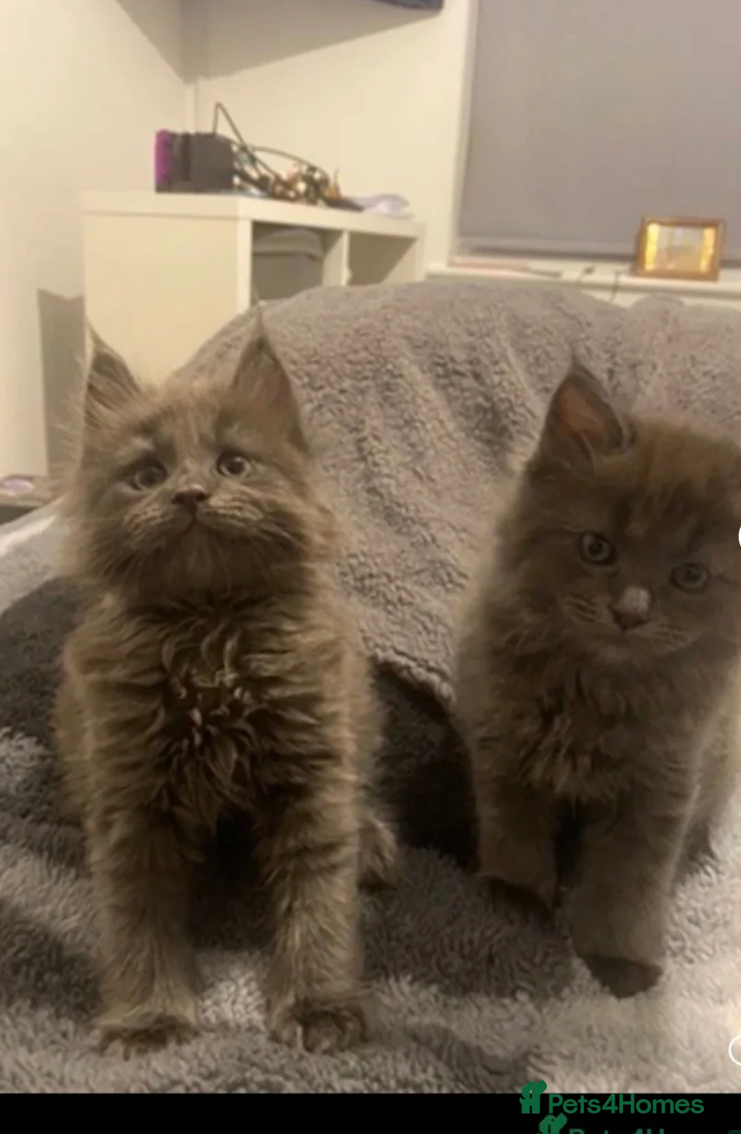 Maine Coon cats for sale: 💖💙Beautiful Ragcoons Ready Today💙💖 - Advert 2
