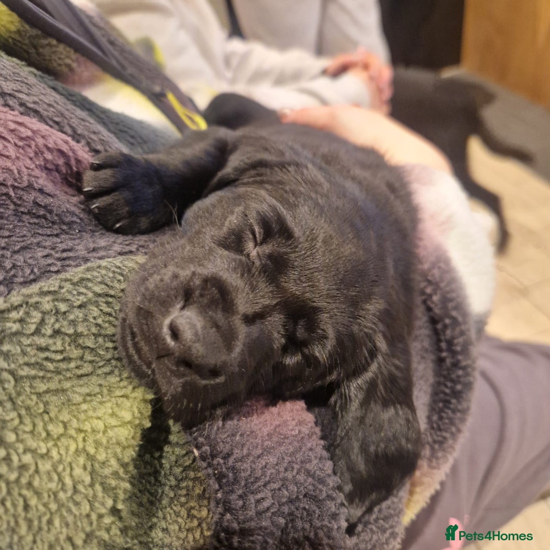 Mixed Breed dogs for sale: Adorable Sheeprador Pups Ready for Forever Homes! - Advert 13