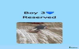 Rat rodents for sale: Beautiful baby rats looking for forever homes! - Image 13