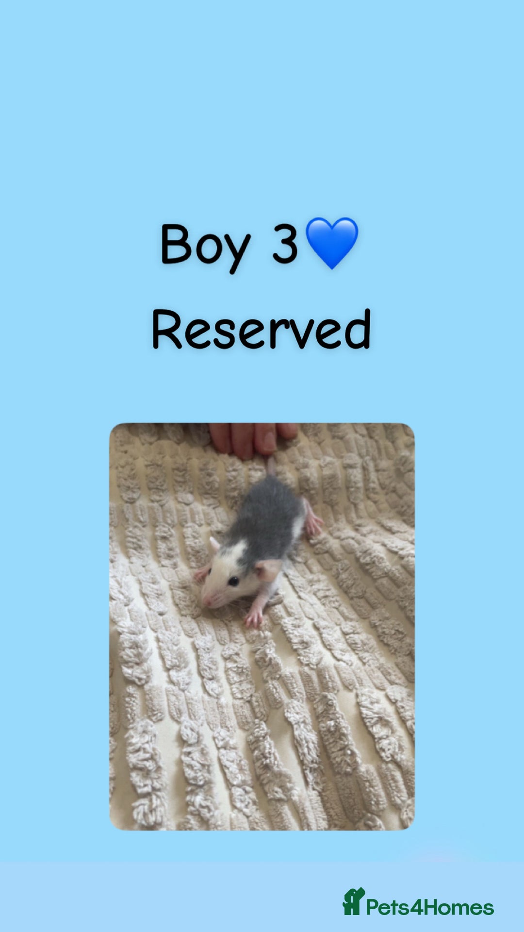 Rat rodents for sale: Beautiful baby rats looking for forever homes! - Image 13