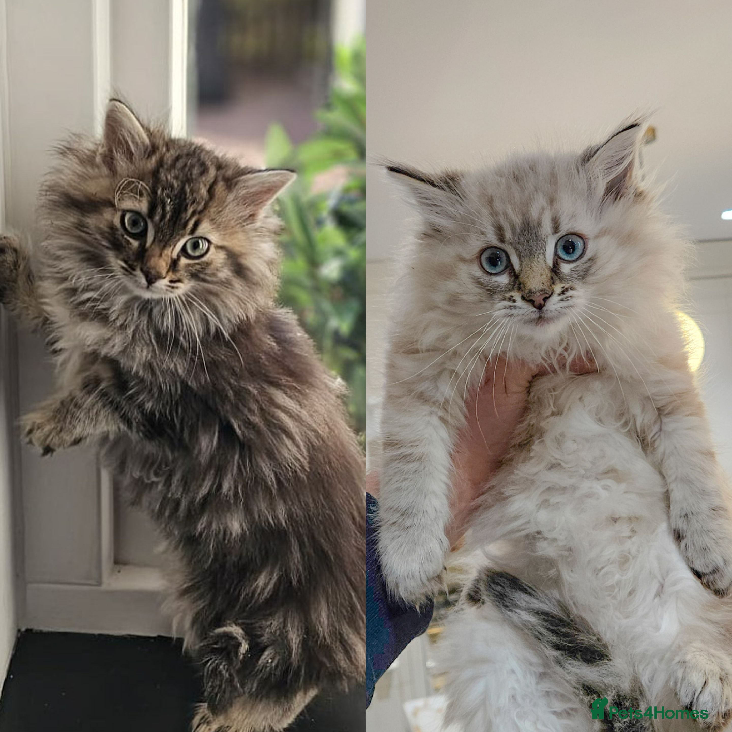 Siberian cats Still Available!! Beautiful Pure Siberian Kittens! - Advert 4