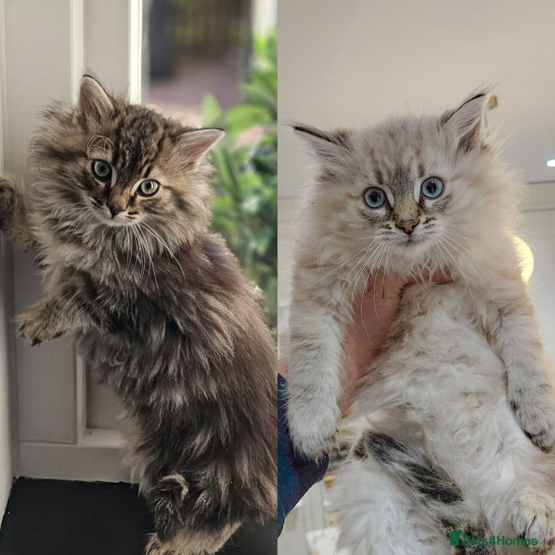 Siberian cats for sale: White and tabby Available!! Pure Siberian Kittens! - Advert 1