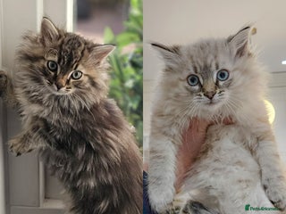 Siberian cats Still Available!! Beautiful Pure Siberian Kittens! - Advert 1
