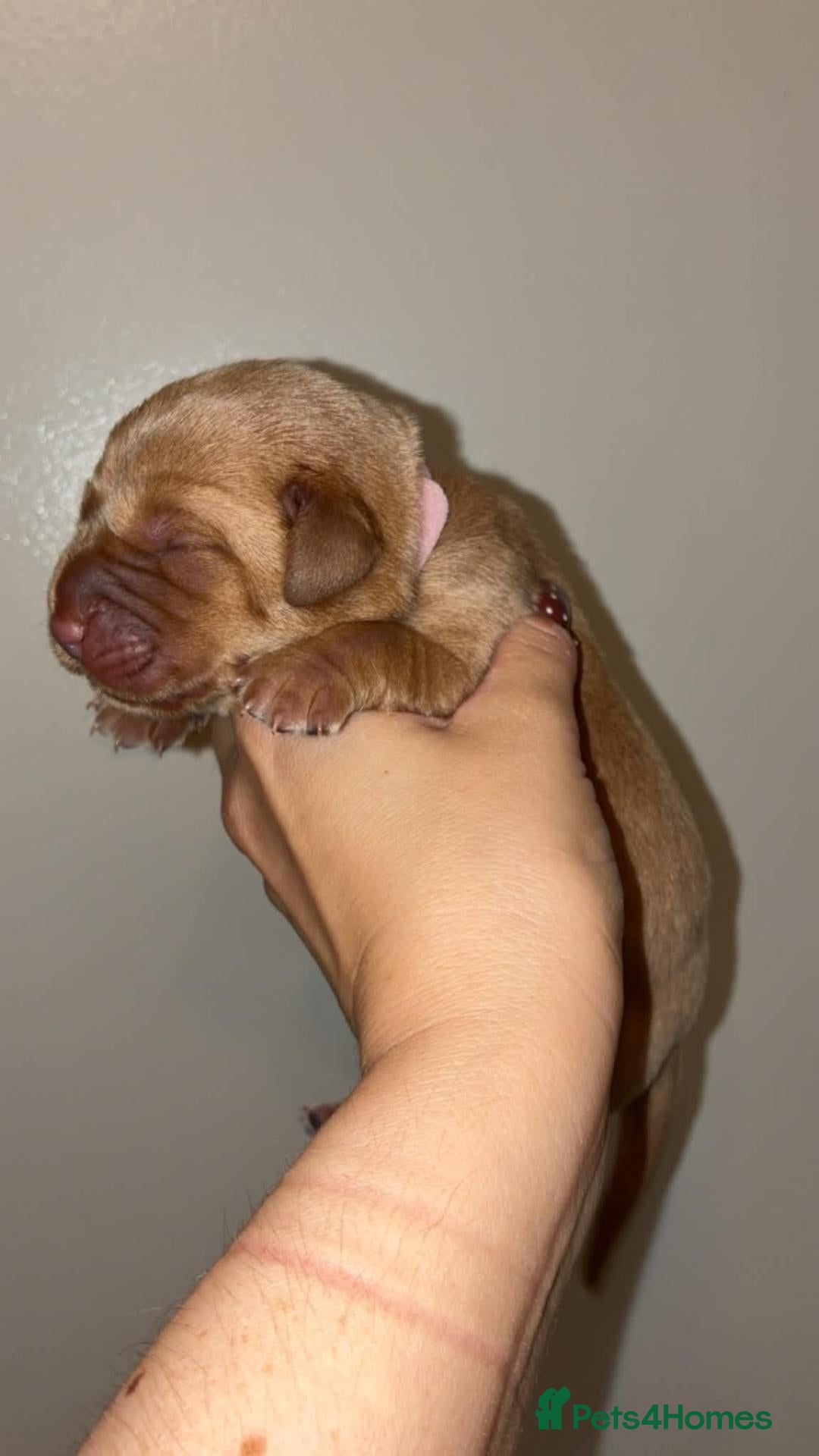 Labrador Retriever dogs Red/Golden Labrador puppies - Advert 2