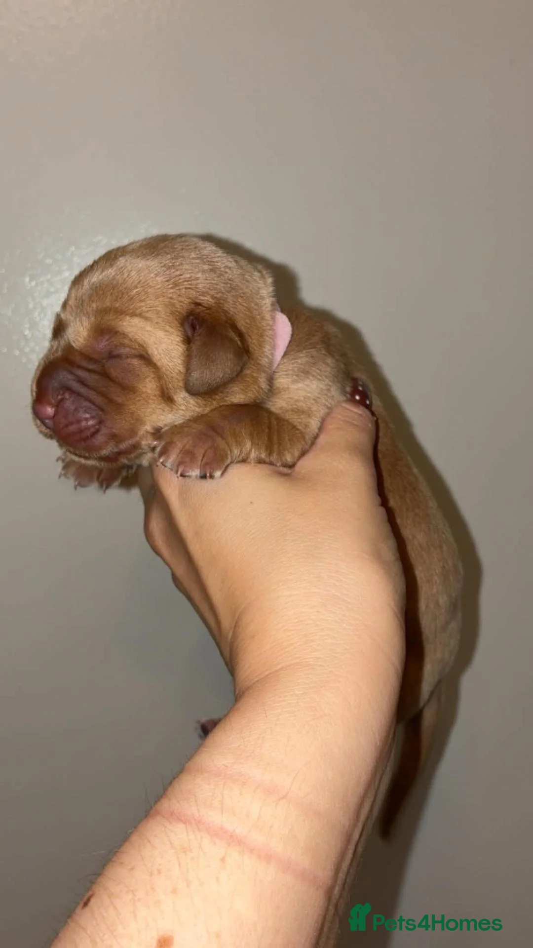 Labrador Retriever dogs for sale: Red/Golden Labrador puppies in Irvine - Advert 2