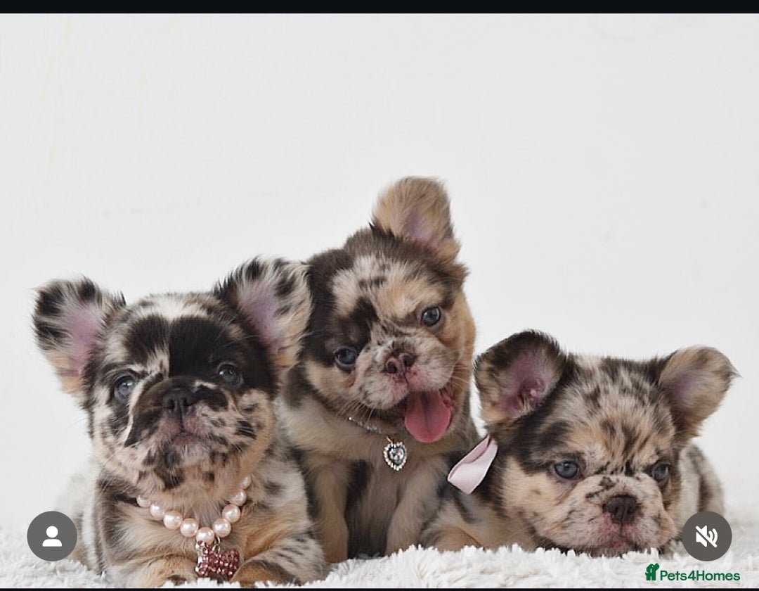 French Bulldog dogs for stud: Cupid 💘, Romeo 💘and Saint 💘for stud - Image 7