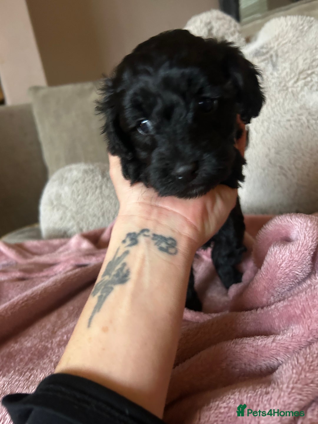 Maltipoo dogs for sale: Stunning maltipoos  - Advert 7
