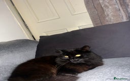 Mixed Breed cats for sale: 4 Loving Cats Seeking Forever Homes - Image 23