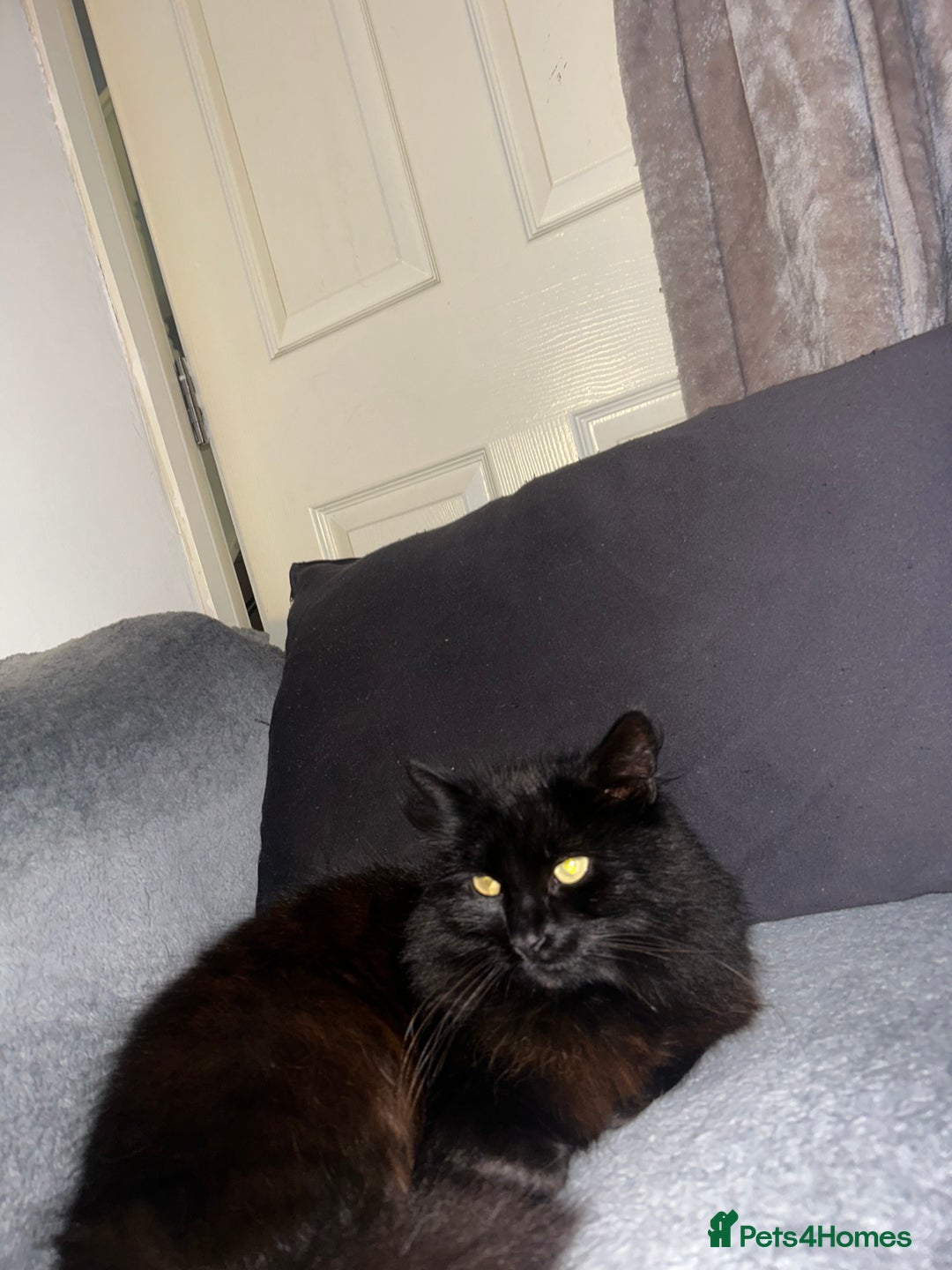 Mixed Breed cats for sale: 4 Loving Cats Seeking Forever Homes - Image 23