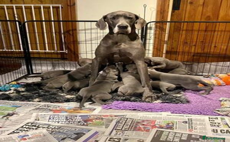 Great Dane dogs - Advert 1
