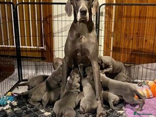 Great Dane dogs - Advert 2