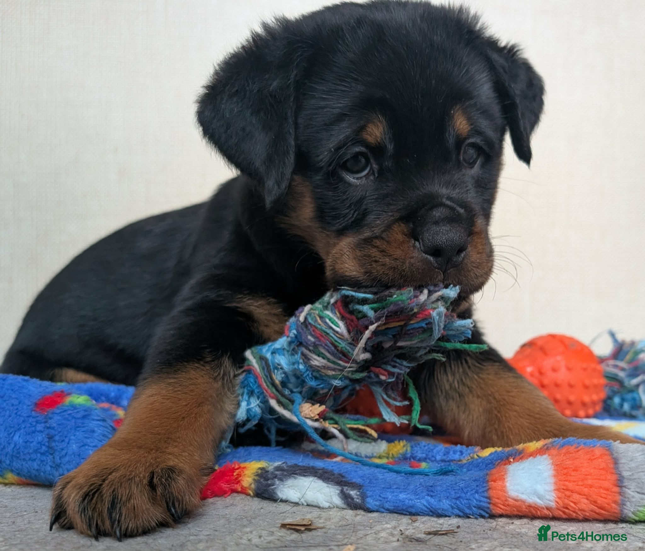 Rottweiler dogs X1 Girl Rottweiler puppy available ready to go  - Advert 5