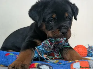 Rottweiler dogs X1 Girl Rottweiler puppy available ready to go - Advert 5